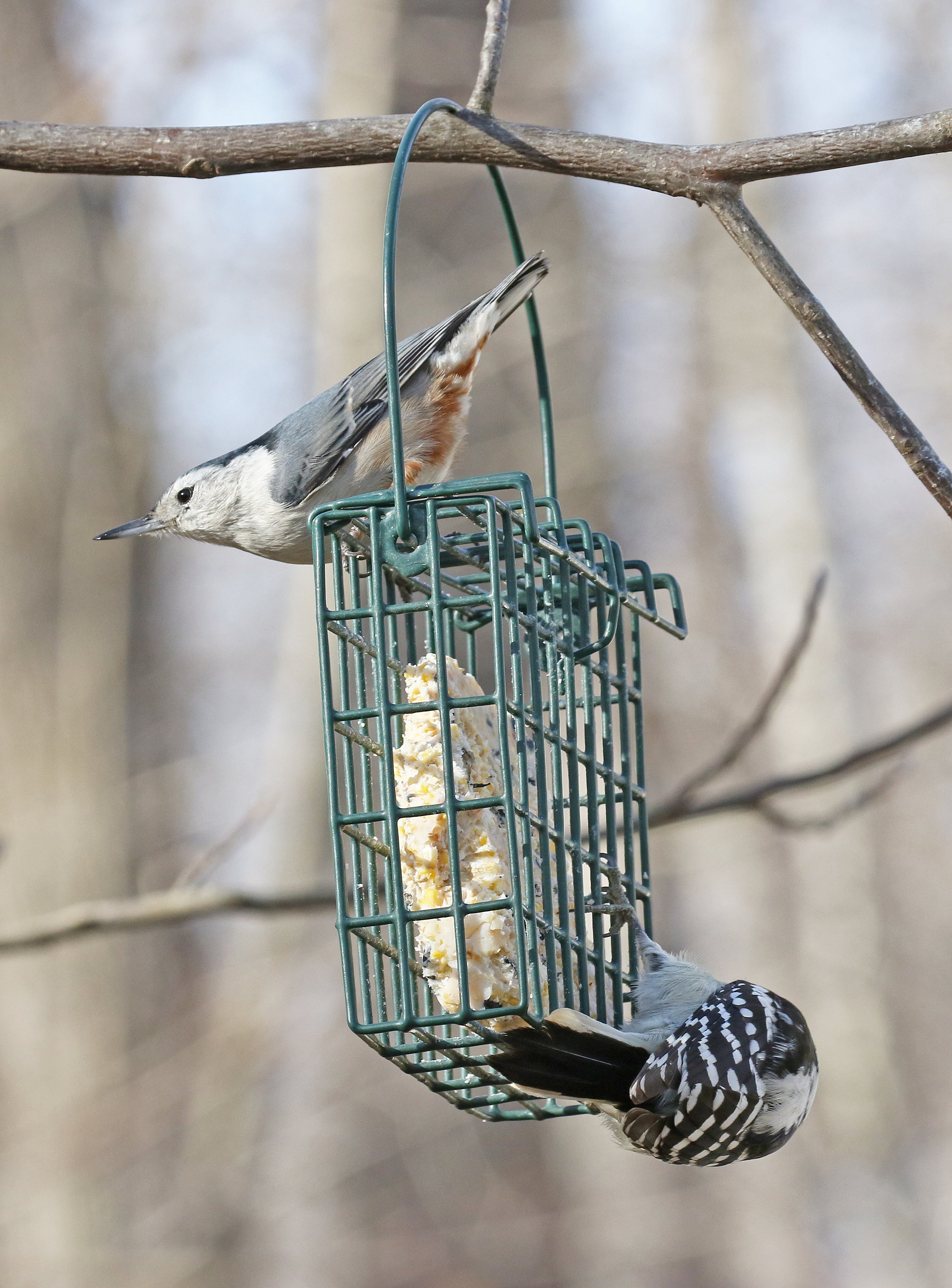 Bird feeder Ohio Cooperative Living